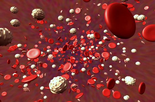 Représentation en 3D de cellules sanguines dans un vaisseau (illustration).
