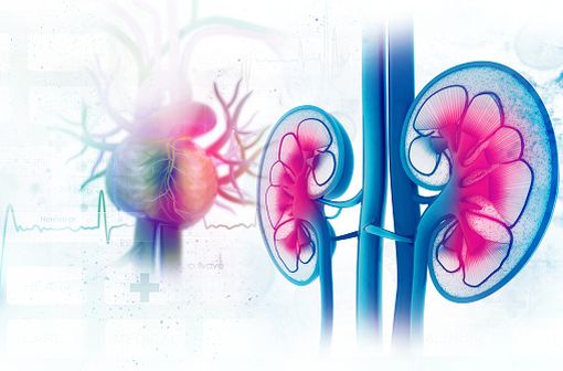 L'acide mycophénolique est un immunosuppresseur sélectif utilisé dans la prise en charge de greffes rénales, hépatiques ou cardiaques.