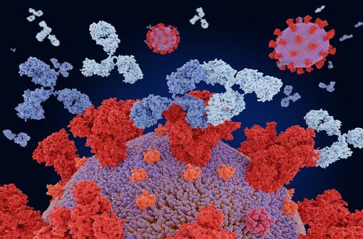 Représentation en 3D de deux sortes d’anticorps monoclonaux se liant à des sites antigéniques différents de la protéine spike du coronavirus dans le but de conférer une protection synergique contre le SARS-CoV-2 (illustration).