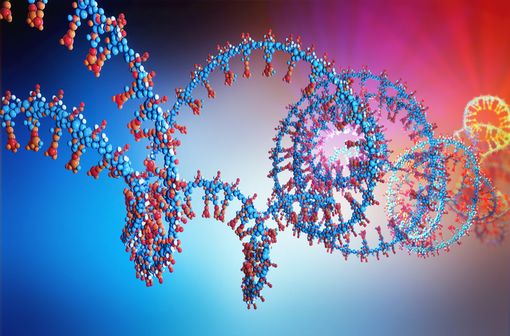 La RT-PCR permet de synthétiser le brin complémentaire d’un ARN appelé ADNc, dont la plus grande stabilité permet plus de liberté que les ARN pour les analyses suivantes (illustration).