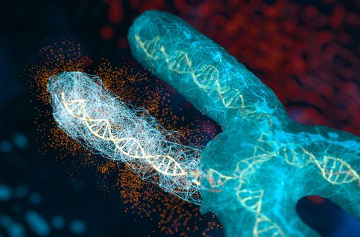 L'hypophosphatémie liée à l'X est associée à une mutation de la séquence du gène PHEX situé sur le chromosome X (illustration).