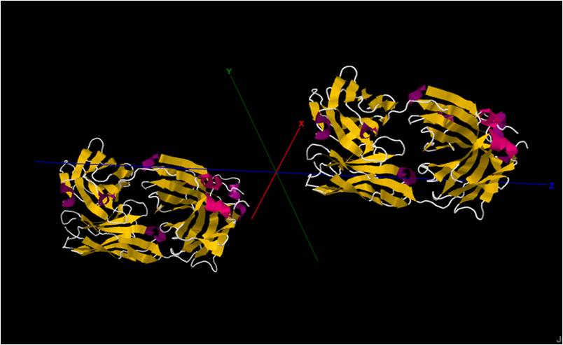 Le cétuximab est un anticorps monoclonal murin humanisé qui bloque l'EGFR (récepteur au facteur de croissance épidermique) surexprimé à la surface de certaines cellules tumorales (image : © Wikimedia).