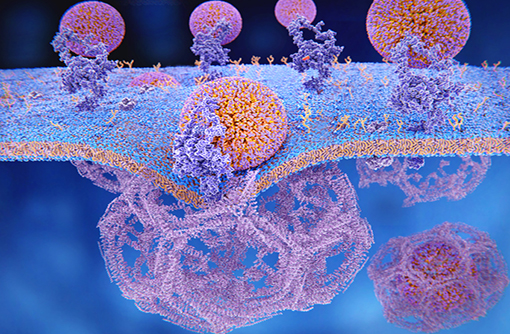 Le SARS-CoV-2 infecte les cellules via une endocytose dépendante d'une cage fibreuse de clathrines (illustration)