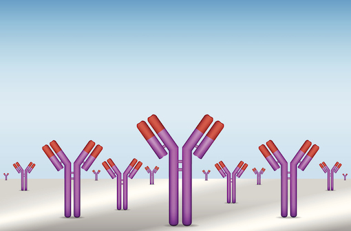 La troisième dose de vaccin contre la COVID-19 stimule la production d'anticorps inédits à spectre plus large (illustration).