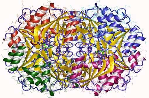 Structure tridimentionnelle d'une asparaginase (illustration @Wikimedia).