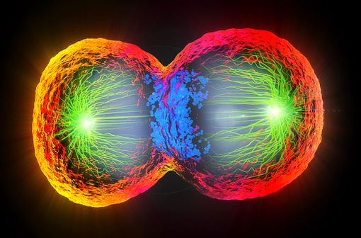 L'étoposide agit en inhibant l'entrée en mitose (prophase) des cellules tumorales (illustration).