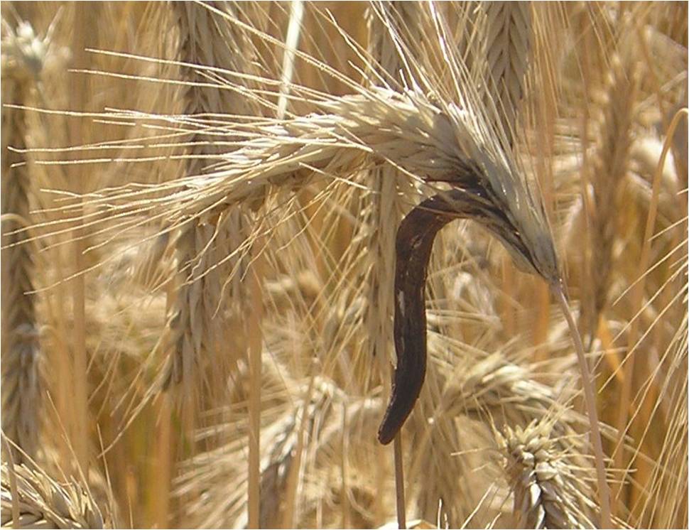 L'ergot de seigle est un champignon du groupe des ascomycètes, parasite du seigle et d'autres céréales (image : © Wikimedia).