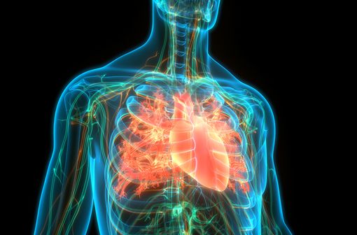 L’insuffisance cardiaque consiste en une incapacité du muscle cardiaque à assurer un débit de sang suffisant pour couvrir les besoins du corps en oxygène, d'abord en cas d'effort puis même au repos (illustration).