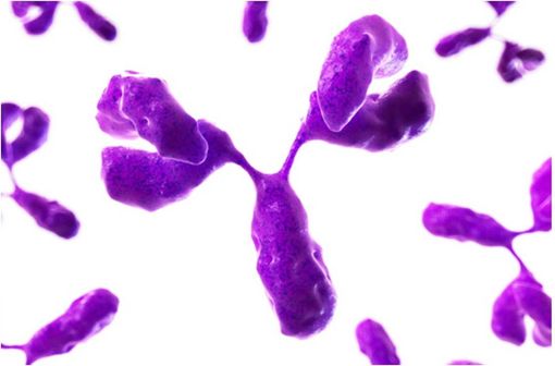 Représentation en 3D d'une immunoglobuline (illustration).