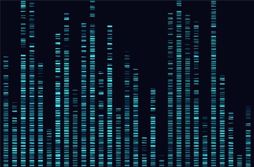Les porphyries résultent généralement d’un déficit partiel de l’une des huit enzymes impliquées dans la voie de synthèse de l’hème, causé par la mutation du gène correspondant (illustration).