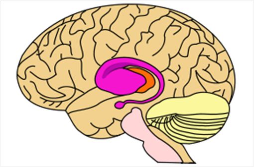La maladie de Huntington est une affection neurodégénérative rare qui affecte surtout le striatum, composé du noyau caudé et du putamen (partie rose du schéma ci-dessus, © Wikipedia).