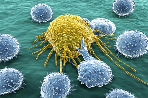 La flore intestinale influence l'efficacité des immunothérapies anticancéreuses (illustration).