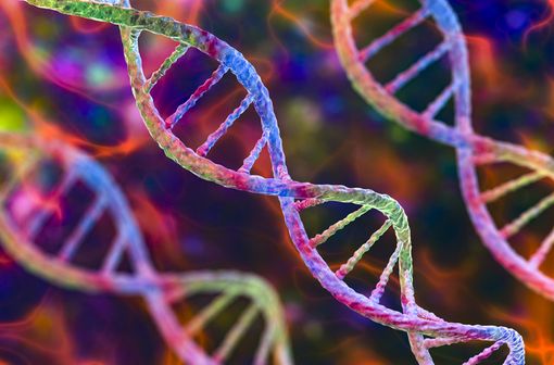 La mucoviscidose est liée à des mutations du gène CFTR sur le chromosome 7, entraînant une altération de la protéine CFTR dont la fonction est de réguler le transport du chlore à travers les membranes cellulaires (illustration).