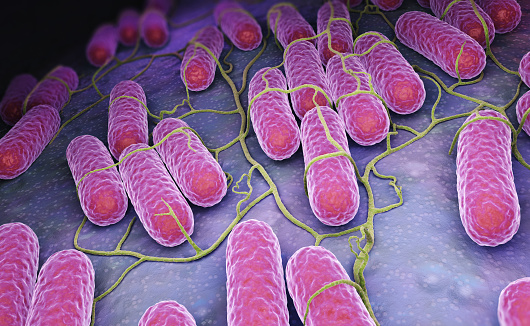 Salmonelle (illustration).