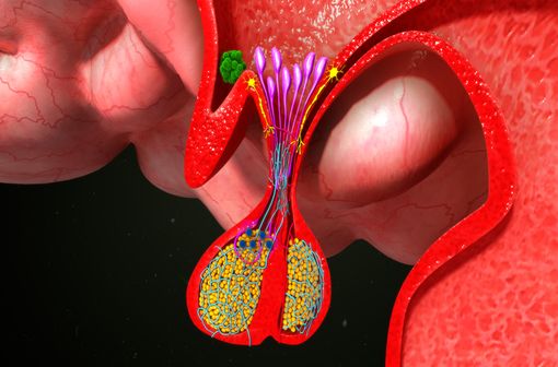 La desmopressine est un médicament de synthèse qui mime l'action de l'hormone antidiurétique, celle-ci étant synthétisée par l'hypothalamus et libérée par l'hypophyse postérieure (illustration).