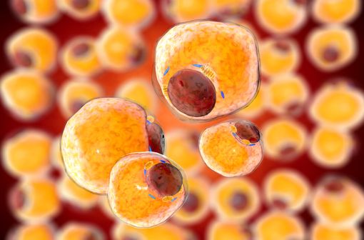 La principale caractéristique de la lipodystrophie est l'absence sélective de tissu adipeux, principalement sous-cutané, ce qui affectent notamment le métabolisme énergétique et la sécrétion de médiateurs tels que les adipocytokines et en particulier les adipokines (illustration).