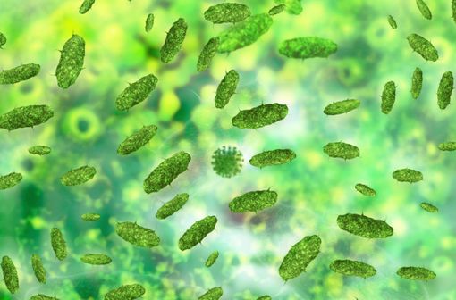 La flore intestinale, ou microbiote, contient environ 100 000 milliards de bactéries qui influent sur l'organisme (illustration).