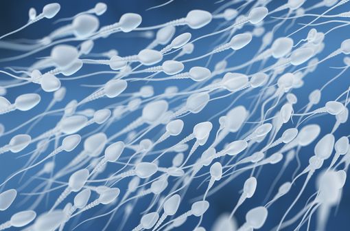 Représentation en 3D de spermatozoïdes humains (illustration).
