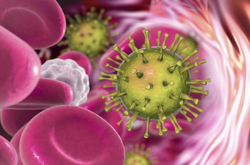 Représentation en 3D de cytomégalovirus dans le sang (illustration).