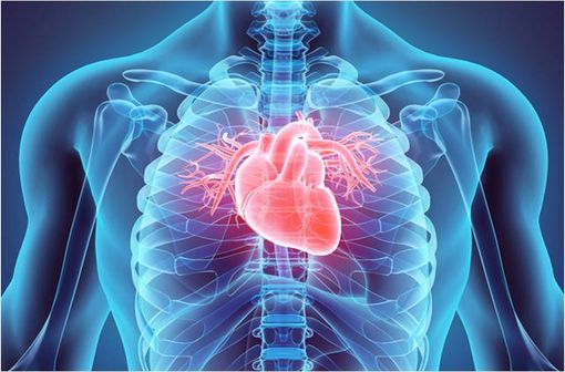 La propriété pharmacodynamique principale de l'ivabradine chez l'homme consiste en une réduction spécifique et dose-dépendante de la fréquence cardiaque (illustration).