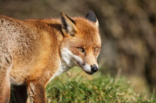 En Europe, les vecteurs de la rage peuvent être le renard, le loup, le blaireau, le chevreuil mais également le chien, le chat, le raton-laveur, la vache, et la chauve-souris (illustration).