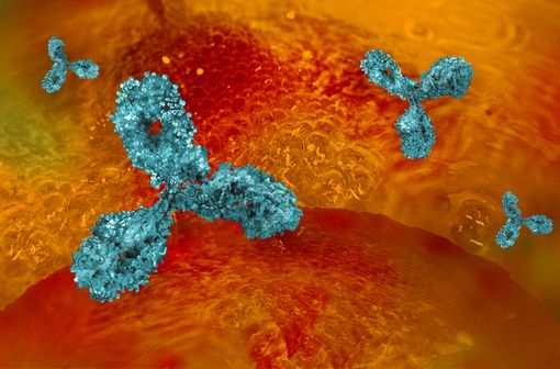 Le tocilizumab est un anticorps monoclonal humanisé qui bloque l’action des récepteurs de l’interleukine 6 (illustration).
