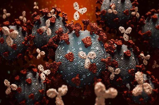 Le casirivimab et l’imdevimab sont des anticorps monoclonaux conçus pour bloquer la fixation et l’entrée du virus SARS-CoV-2 dans les cellules humaines (illustration)