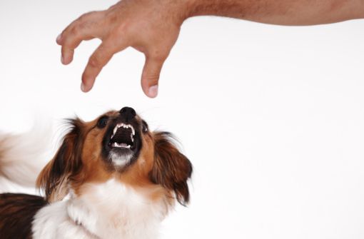 Le chien reste la principale source d’exposition au risque rabique en France (source : Pasteur.fr)