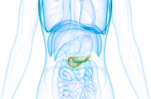 Les analogues du GLP 1 augmentent la sécrétion d'insuline par les cellules bêtapancréatiques de manière glucose-dépendante, ralentissent la vidange gastrique et diminuent la sécrétion de glucagon (illustration).