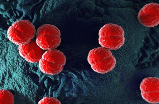 Neisseria meningitidis, également connue sous le nom de meningococcus ou méningocoque, est une bactérie diplocoque à gram négatif, connue pour son rôle dans les méningites.