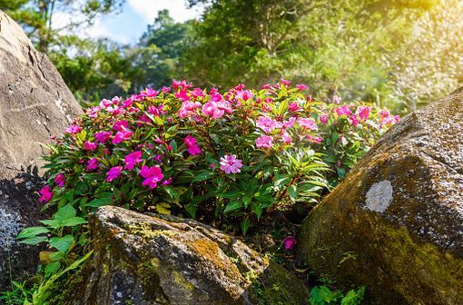 La vincristine est un principe actif isolé en 1965 à partir d'une fleur, la pervenche de Madagascar, qui contient un grand nombre d'alcaloïdes (illustration).