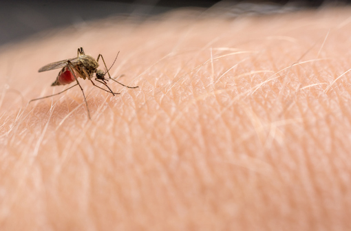 L'infection par le virus du Nil occidental est transmise par les moustiques à partir d'un réservoir aviaire (illustration).
